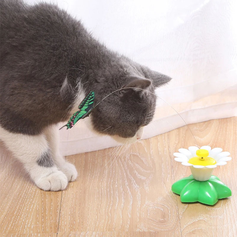 Zauberhafter Schmetterling für die Katze