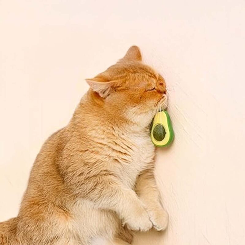Drehbare Katzenminze AvocadoJoy – Bild 10