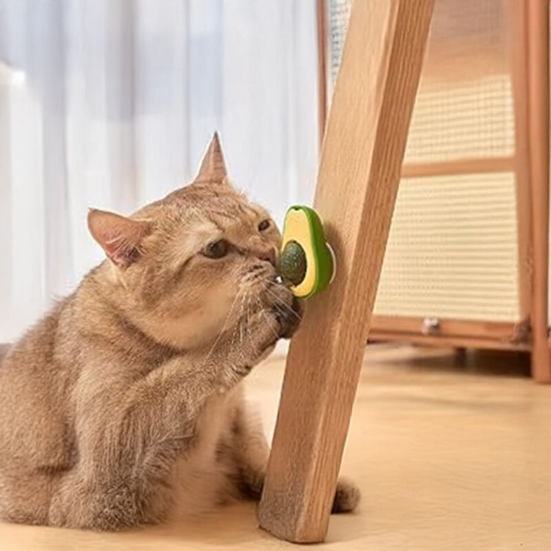 Drehbare Katzenminze AvocadoJoy – Bild 9