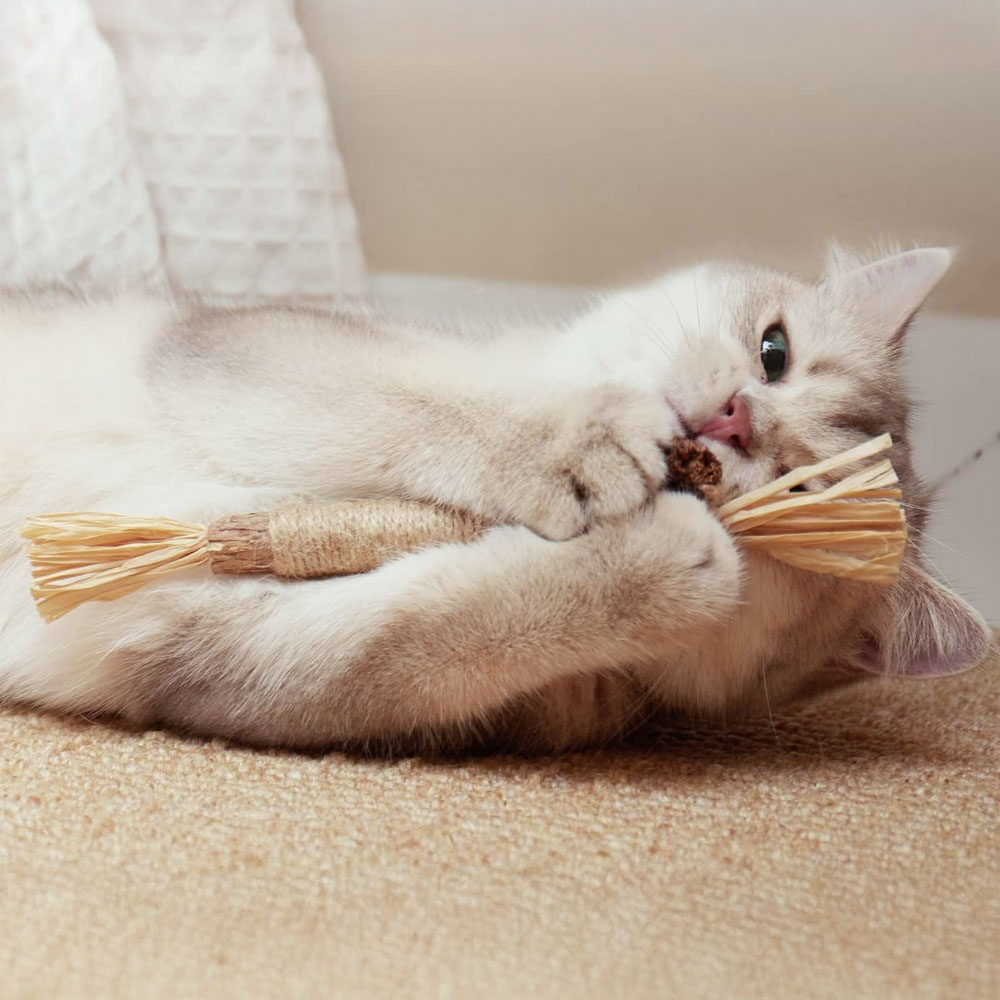 Matatabi Kaustäbchen für Katzen (3 Stück) – Bild 2