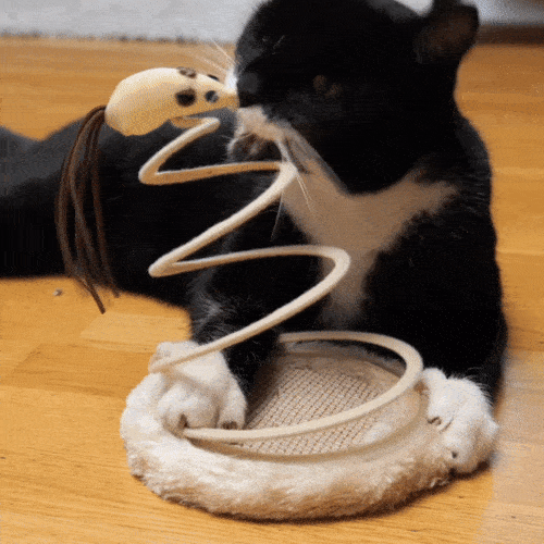 Katze spielt mit einer beweglichen Maus auf Feder