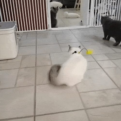 Katze spielt mit Feder-Spielzeug