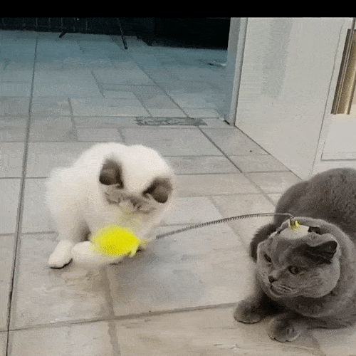 Spielende Katze mit Feder am Kopf