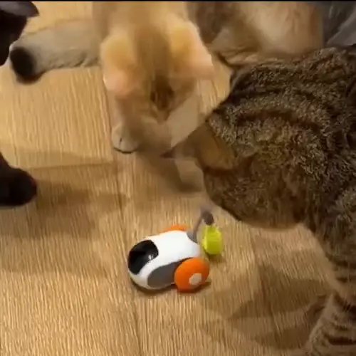 Katzenspielzeug für Haushalte mit mehreren Katzen