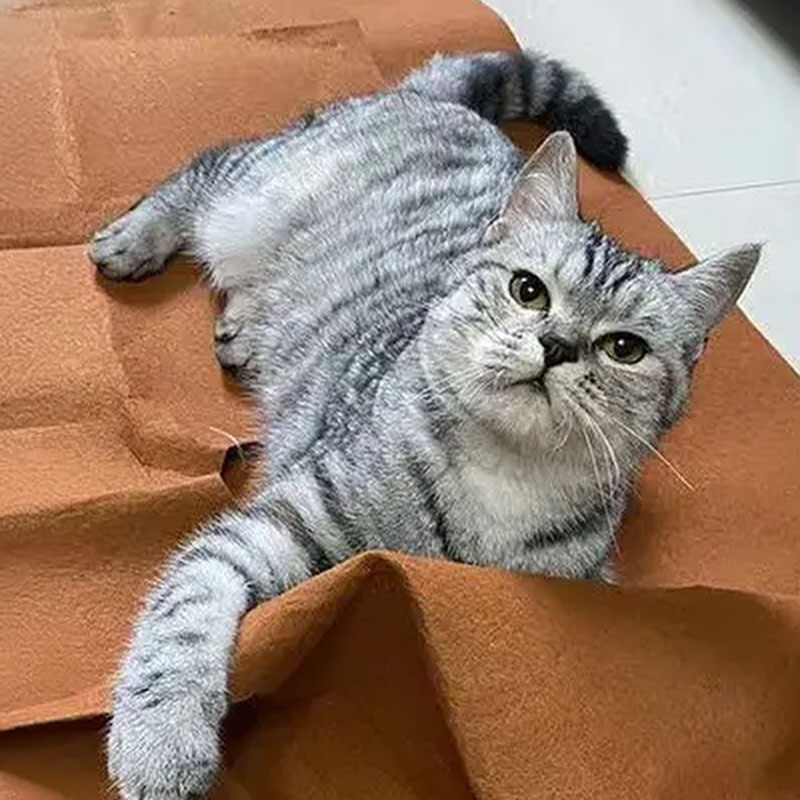Rutschfeste Unterseite der Katzen-Spielmatte