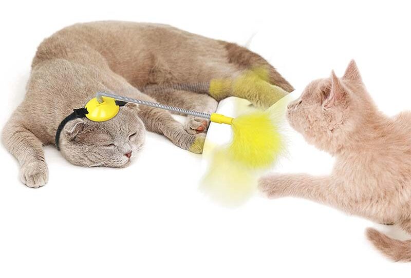Robuste und flexible Federn für Katzenspiel